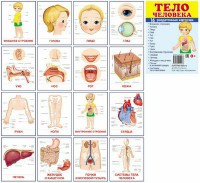 Раздаточные карточки "Тело человека" - fgospostavki.ru - Апрелевка
