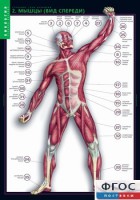 Комплект таблиц. Биология. Строение тела человека. - fgospostavki.ru - Апрелевка