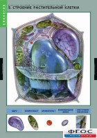 Комплект таблиц. Биология. Вещества растений. Клеточное строение. - fgospostavki.ru - Апрелевка