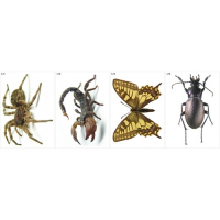 Модель-аппликация Многообразие беспозвоночных - fgospostavki.ru - Апрелевка