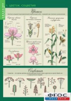 Комплект таблиц. Биология 6 класс. Растения, грибы, лишайники - fgospostavki.ru - Апрелевка