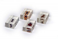 Комплект микропрепаратов для стереомикроскопа - fgospostavki.ru - Апрелевка