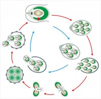 Модель-аппликация Размножение одноклеточной водоросли - fgospostavki.ru - Апрелевка