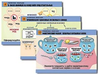 Комплект таблиц "Русский язык. Орфография" (14 таблиц, формат А1, ламинированные) - fgospostavki.ru - Апрелевка