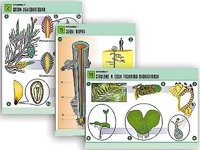 Комплект таблиц по биологии демонстрационных "Ботаника 1" (12 таблиц, формат А1, ламинированные) - fgospostavki.ru - Апрелевка