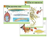 Комплект таблиц по биологии демонстрационных "Зоология 2" (16 таблиц, формат А1, ламинированные) - fgospostavki.ru - Апрелевка