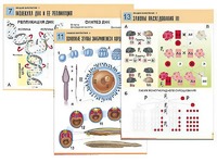 Комплект таблиц по биологии демонстрационных "Общая биология 1" (16 таблиц, формат А1, ламинированные) - fgospostavki.ru - Апрелевка