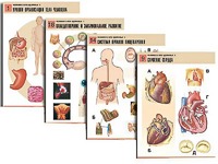 Комплект таблиц по биологии демонстрационных "Человек и его здоровье 1" (20 таблиц, формат А1, ламинированные) - fgospostavki.ru - Апрелевка