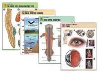 Комплект таблиц по всему курсу биологии (120 штук, формат А1, полноцветные, ламинированные) - fgospostavki.ru - Апрелевка