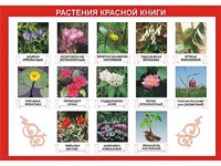Таблица демонстрационная "Растения Красной книги" (винил 100*140) - fgospostavki.ru - Апрелевка