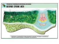 Рельефная таблица "Клеточное строение листа" (формат А1, матовое ламинирование) - fgospostavki.ru - Апрелевка