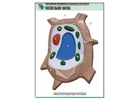 Рельефная таблица "Растительная клетка" (формат А1, матовое ламинирование) - fgospostavki.ru - Апрелевка