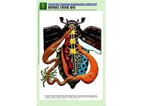 Рельефная таблица "Внутреннее строение жука" (формат А1, матовое ламинирование) - fgospostavki.ru - Апрелевка