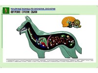 Рельефная таблица "Внутреннее строение собаки" (формат А1, матовое ламинирование) - fgospostavki.ru - Апрелевка