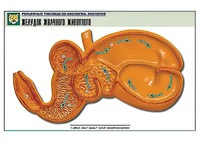Рельефная таблица "Желудок жвачного животного" (формат А1, матовое ламинирование) - fgospostavki.ru - Апрелевка