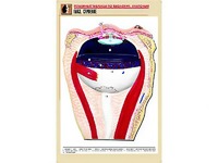 Рельефная таблица "Глаз. Строение" (формат А1, матовое ламинирование) - fgospostavki.ru - Апрелевка