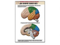 Рельефная таблица "Доли полушарий головного мозга" (формат А1, матовое ламинирование) - fgospostavki.ru - Апрелевка