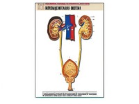 Рельефная таблица "Мочевыделительная система" (формат А1, матовое ламинирование) - fgospostavki.ru - Апрелевка