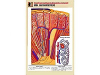 Рельефная таблица "Почка. Макро-микростроение" (формат А1, матовое ламинирование) - fgospostavki.ru - Апрелевка