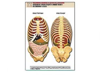 Рельефная таблица "Расположение органов грудной и брюшной полостей по отношению к скелету"(формат А1, ламинированная) - fgospostavki.ru - Апрелевка
