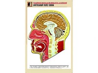 Рельефная таблица "Сагиттальный разрез головы" (формат А1, матовое ламинирование) - fgospostavki.ru - Апрелевка
