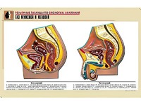 Рельефная таблица "Таз мужской и женский" (формат А1, матовое ламинирование) - fgospostavki.ru - Апрелевка