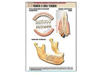 Рельефная таблица "Челюсти и зубы человека" (формат А1, матовое ламинирование) - fgospostavki.ru - Апрелевка