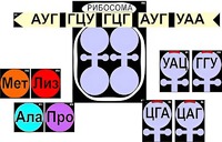 Модель-аппликация "Биосинтез белка" (ламинированная) - fgospostavki.ru - Апрелевка