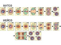 Модель-аппликация "Деление клетки. Митоз и мейоз" (ламинированная) - fgospostavki.ru - Апрелевка