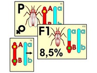 Модель-аппликация "Перекрест хромосом" (ламинированная) - fgospostavki.ru - Апрелевка