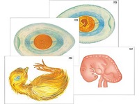 Модель-аппликация "Развитие птицы и млекопитающего (человека)" (ламинированная) - fgospostavki.ru - Апрелевка