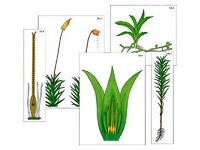 Модель-аппликация "Размножение мха" (ламинированная) - fgospostavki.ru - Апрелевка