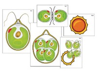 Модель-аппликация "Размножение одноклеточной водоросли" (ламинированная) - fgospostavki.ru - Апрелевка