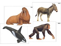 Модель-аппликация "Разнообразие высших хордовых 2. Млекопитающие" (ламинированная) - fgospostavki.ru - Апрелевка