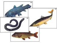 Модель-аппликация "Разнообразие низших и высших хордовых" (ламинированная) - fgospostavki.ru - Апрелевка