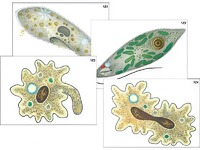 Модель-аппликация "Строение и разнообразие простейших" (ламинированная) - fgospostavki.ru - Апрелевка