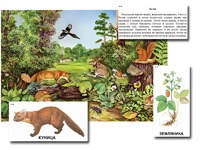 Магнитный плакат-аппликация "Лес: биоразнообразие и взаимосвязи в сообществе" - fgospostavki.ru - Апрелевка