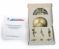 Модель-аппликация "Типы соединения костей" (набор из 7 карт) - fgospostavki.ru - Апрелевка