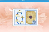 Интерактивные курсы. Биология 6 класс. Базовый - fgospostavki.ru - Апрелевка