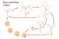 Модель-аппликация Строение и цикл развития гидры - fgospostavki.ru - Апрелевка