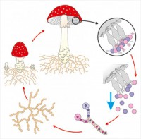 Модель-аппликация Размножение шляпочного гриба - fgospostavki.ru - Апрелевка