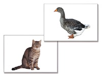 Дидактическое пособие "Домашние животные" (24 карточки) - fgospostavki.ru - Апрелевка