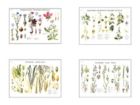 Плакаты ПРОФТЕХ "Систематика растений" (4 пл, винил, 70х100) - fgospostavki.ru - Апрелевка