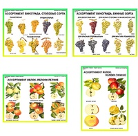 Плакаты ПРОФТЕХ "Ассортимент плодово-ягодных культур" (19 пл, винил, 70х100) - fgospostavki.ru - Апрелевка