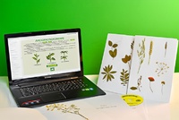 Гербарий натурально-интерактивный "Морфология растений" - fgospostavki.ru - Апрелевка