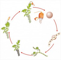 Модель-аппликация Размножение мха - fgospostavki.ru - Апрелевка