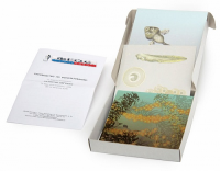 Модель-аппликация "Развитие лягушки" (набор из 10 карт) - fgospostavki.ru - Апрелевка