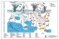 Комплект таблиц "Эволюция движений позвоночных животных" - fgospostavki.ru - Апрелевка