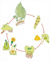 Модель-аппликация Размножение папоротника - fgospostavki.ru - Апрелевка