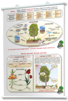 Плакаты по природоведению 2-3 классы. Для оформления кабинета. - fgospostavki.ru - Апрелевка